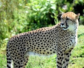 Cheetah