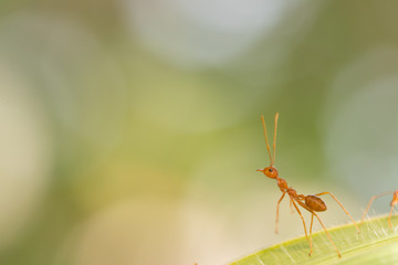 Ant action standing.Ant bridge unity team,Concept team work together