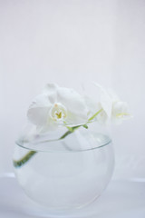 Fototapeta na wymiar white flower orchid