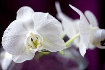 Obraz na płótnie Canvas white flower orchid