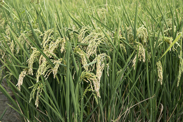 rice paddy