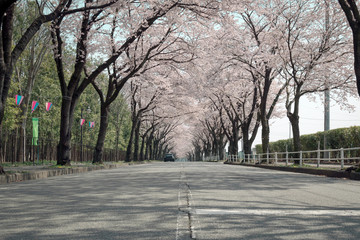 Tunnel of Trees with Cheery blossoming along the local road in Japan; Spring Season greeting