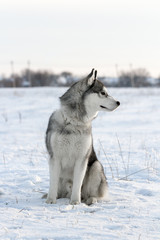 Dog of the Siberian Husky breed