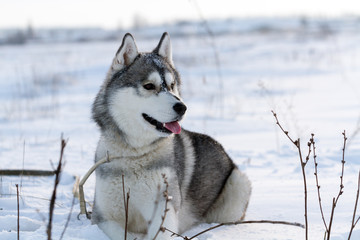 Dog of the Siberian Husky breed