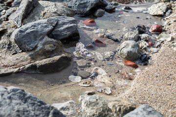 Austern, Steine und Muscheln im Watt Priel bei Ebbe