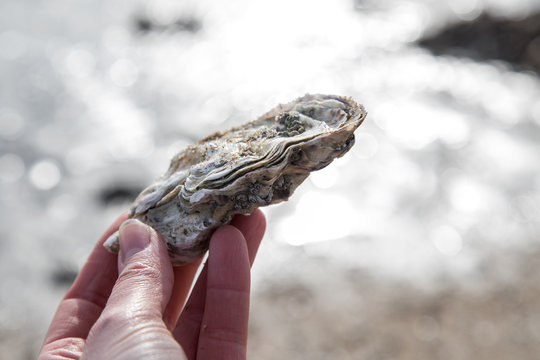 Weibliche Hand h&auml;lt geschlossene, wilde Auster im Wattenmeer Wilhelmshaven