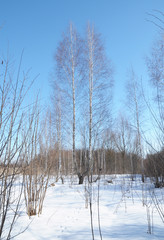 Birch trees in winter forest