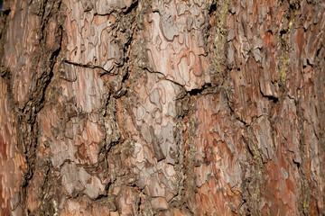Bark of pine tree in Gyeongju, south korea