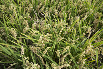 rice paddy