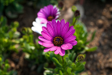 Flower purple of pink white gerbera 
