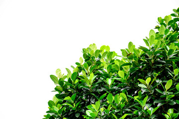 Obraz premium branch and leaves isolated on white background