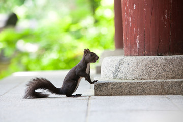 Korean squirrel at temple of asia