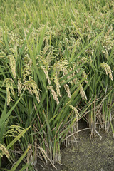 Fototapeta premium rice paddy