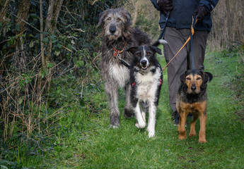 Man walking dogs in the woods