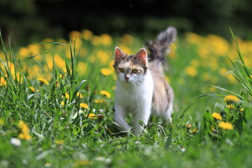 Katze