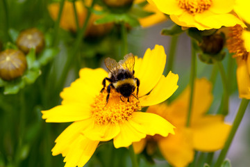 Carpenter bee on yellow flower 
