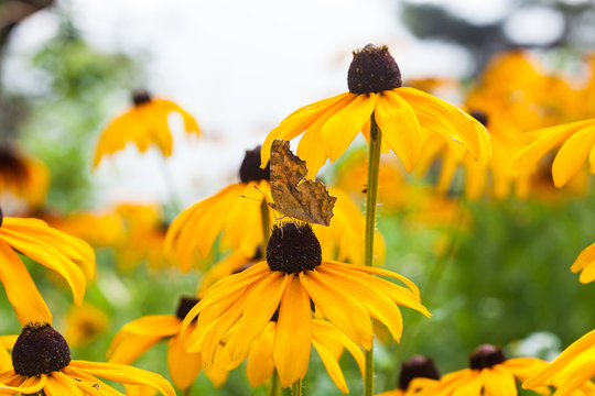 Black eyed susan with fritillary butterfly