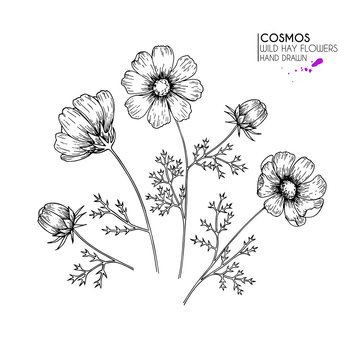 Hand drawn wild hay flowers. Cosmos or cosmea flower. Vintage engraved art. Botanical illustration. Good for cosmetics, medicine, treating, aromatherapy, nursing, package design, field bouquet.