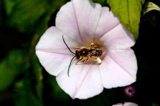 White Common Morning Glory Flower With Honey Bee