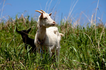 Obraz premium The goat on the farm in asia