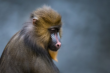 Obraz premium Mandrill VI