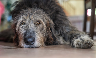 Irish Wolfhound lying down