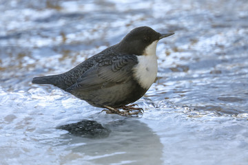 White-throated Dipper