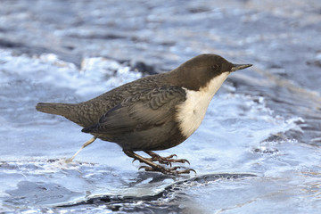 White-throated Dipper