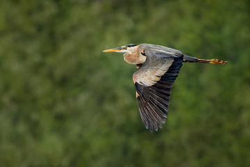 Great Blue Heron in Flight IV