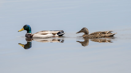 Mallard Couple