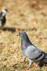 Dove on a park in autumn