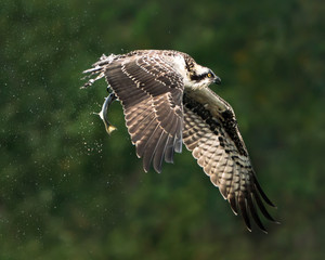 Osprey Catch IV