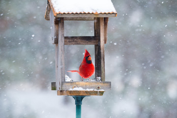 Vibrant red cardinal eating sunflower seeds in open feeder in snow storm.  Close up with soft focus snow background. 