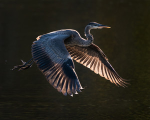 Great Blue Heron in Flight VII