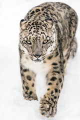Snow Leopard on the Prowl XIV