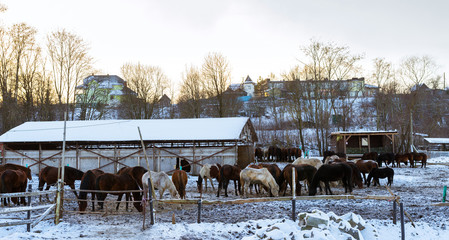 Horses graze on a snow-covered farm in winter. Artiodactyl animals of different colors, grazing on...