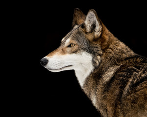 Fototapeta premium Red Wolf