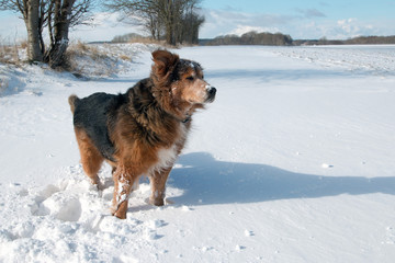 Hund im Winter im Schnee auf der Insel Rügen bei Sonnenschein