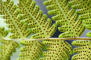 Green fern leaf with dot of spore plant in tropical forest. © tonaquatic