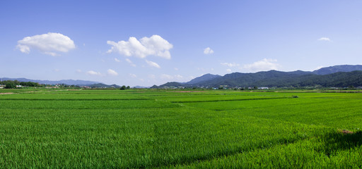Naklejka premium Panoram view of green field of Gyeongju 