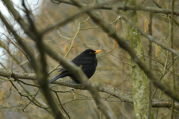 Amsel sitzt in einem Baum
