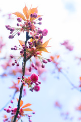 Cherry tree blossom