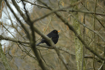 Amsel sitzt in einem Baum