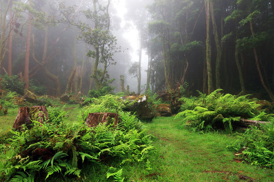  Tropical forest of Pozo da Alagoinha, Flores Island, Azores, Portugal, Europe