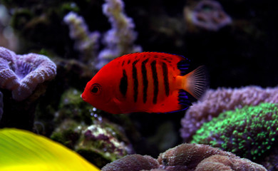 Flame Angelfish (Centropyge loricula) 