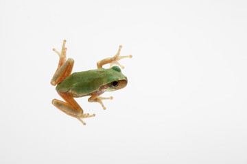 Fototapeta premium Close-up Green frog on white background 