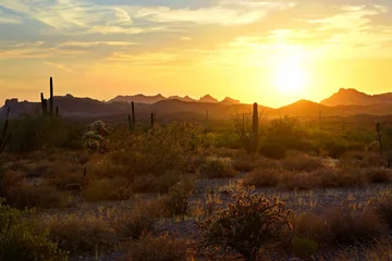 Garden poster Drought Beautiful sunset view of the Arizona desert with Saguaro cacti and mountains