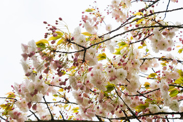 Cherry tree blossom