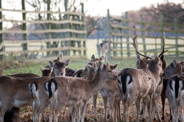Group of Young Dear
