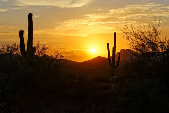 Sunset silhouette view of the Arizona desert with Saguaro cacti and mountains